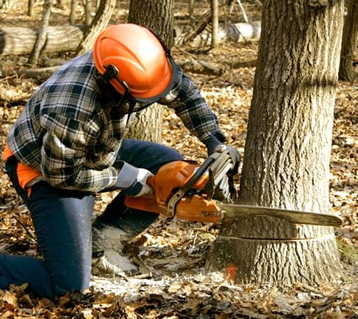 Tree Removal in Barnhill, IL